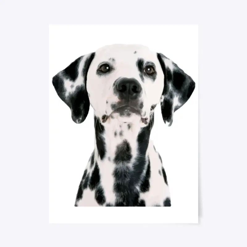 Dalmatian dog