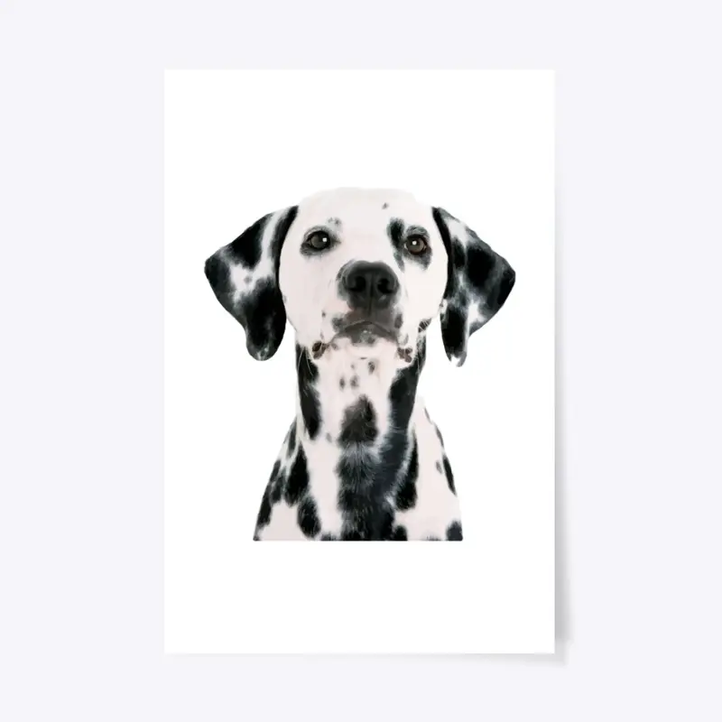 Dalmatian dog