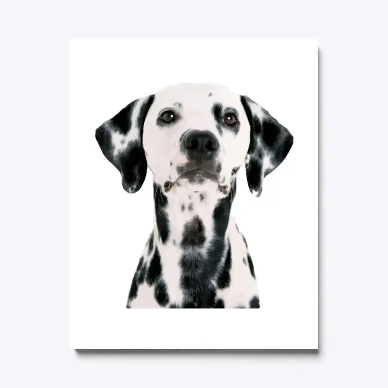 Dalmatian dog